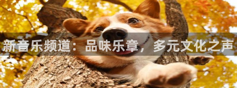 黑白体育直播app：新音乐频道：品味乐章，多元文化之声