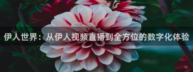 黑白体育直播nba在线播放